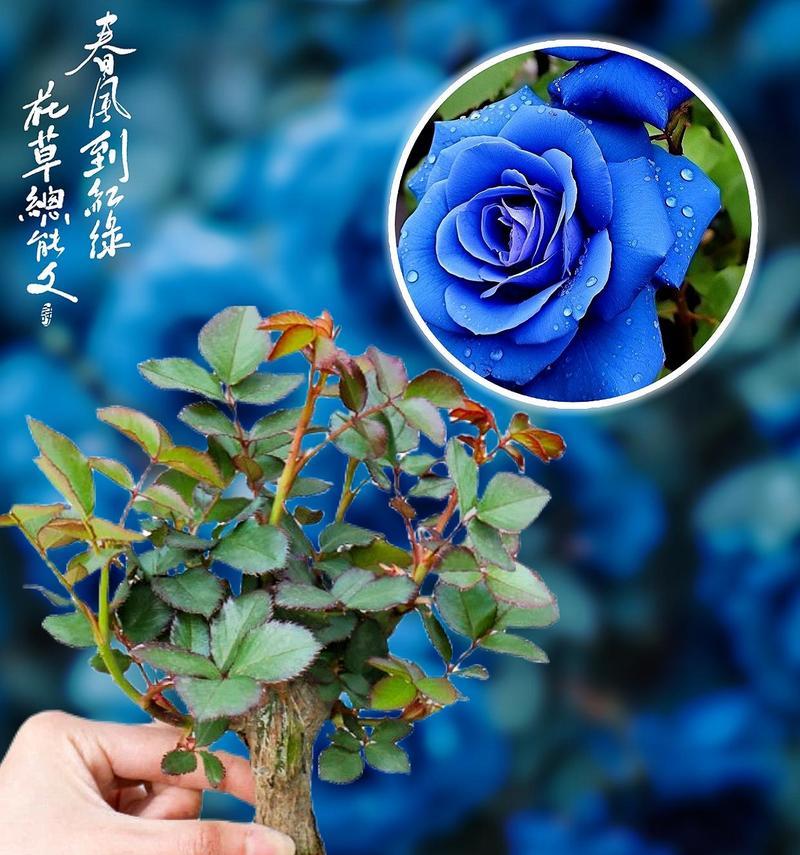 玫瑰花冰蓝怎么养殖？养殖过程中有哪些特别的技巧？