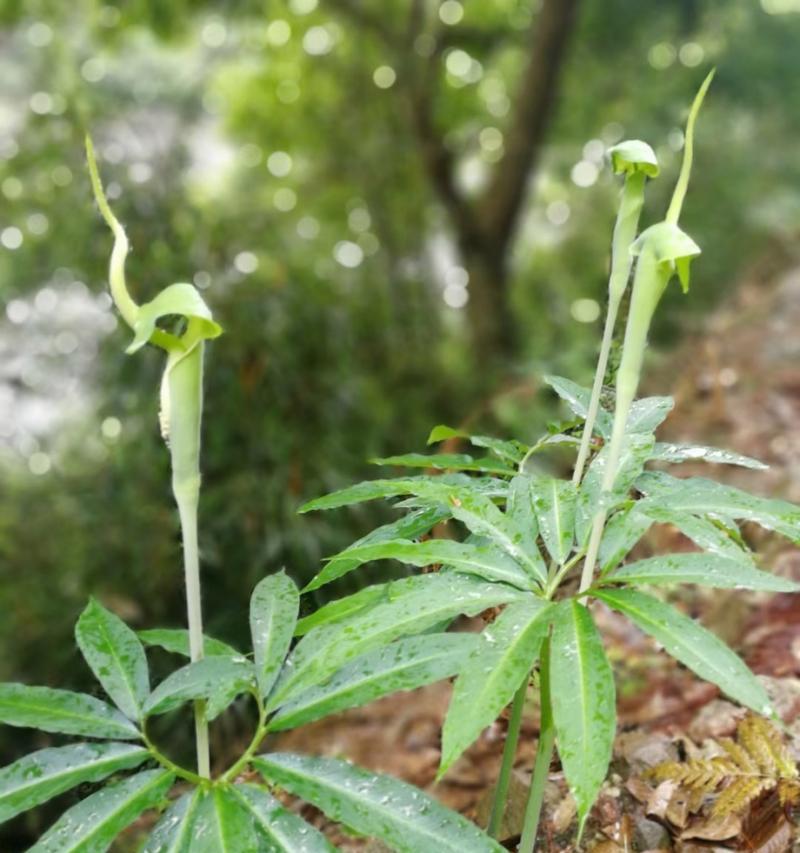 南星植物的花语代表什么？