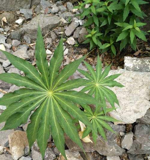 南星植物的花语代表什么？