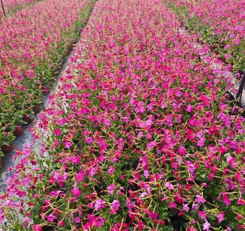妈妈对你的爱可以用哪种花的花语来表达？它象征着什么？