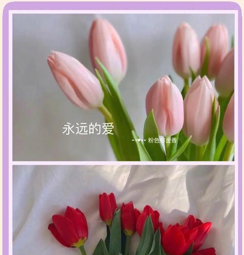 哪种花代表想要表白的花语？