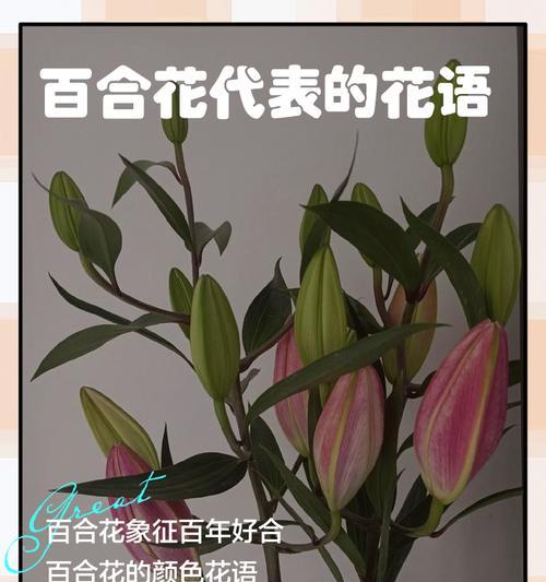 哪种花代表想要表白的花语？