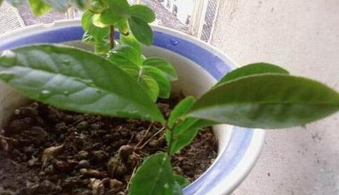 柠檬树能晒太阳吗？如何正确养护柠檬树？