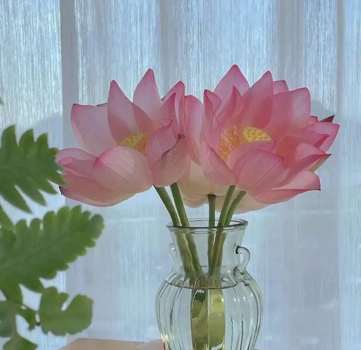 荷花烟花搭配花语是什么？如何用花语表达和谐之美？