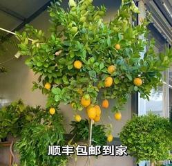 柠檬树能晒太阳吗？如何正确养护柠檬树？