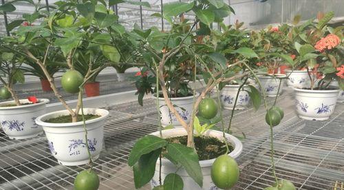 柠檬树能在室内养吗？室内种植柠檬树的注意事项是什么？