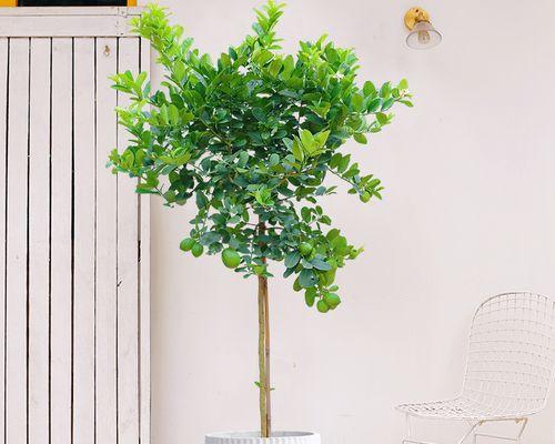 柠檬树能在室内养吗？室内种植柠檬树的注意事项是什么？