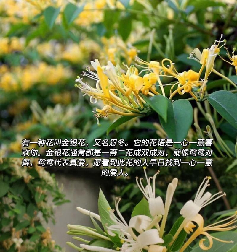 送花语代表什么寓意呢女生？女生收到花语有何感受？