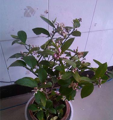 柠檬树怕冻吗？能放在室外过冬吗？