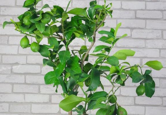 柠檬树怕冻吗？能放在室外过冬吗？