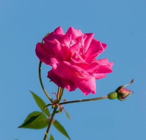 友情的花语代表花是什么？如何选择友情之花？
