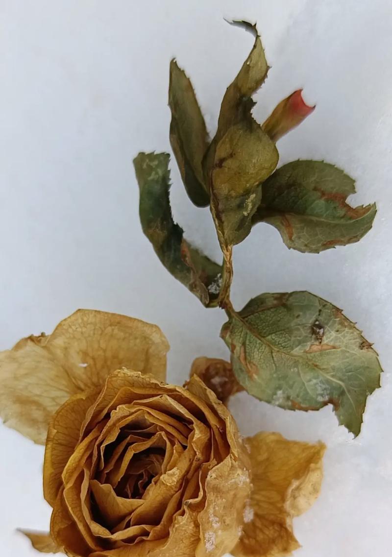 枯树的花语有哪些？它象征着什么？