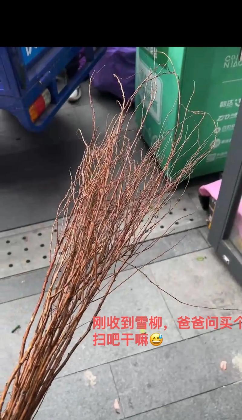 枯树的花语有哪些？它象征着什么？