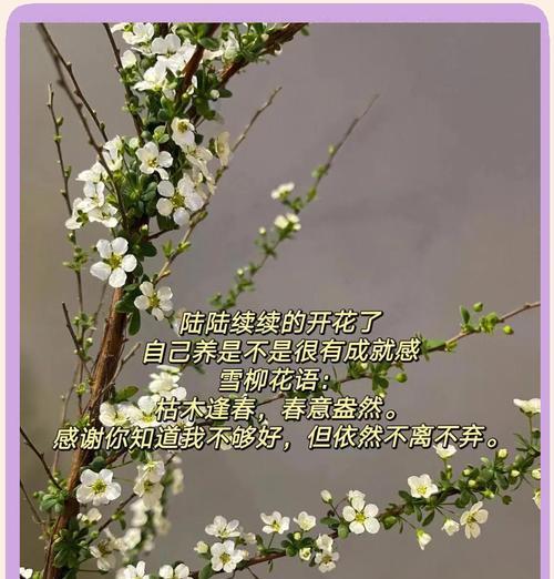 枯树的花语有哪些？它象征着什么？