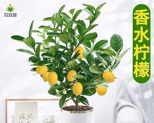 柠檬树盆栽几年结果？如何加速结果过程？