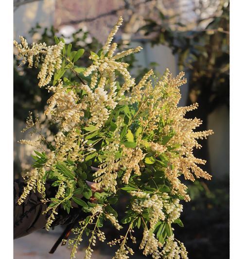 淡淡花语表达的是什么？它的含义是什么？