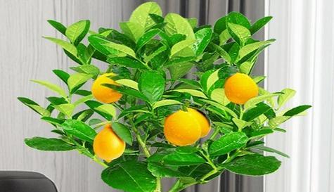 柠檬树生长需要哪些环境条件？它的生长特点是什么？