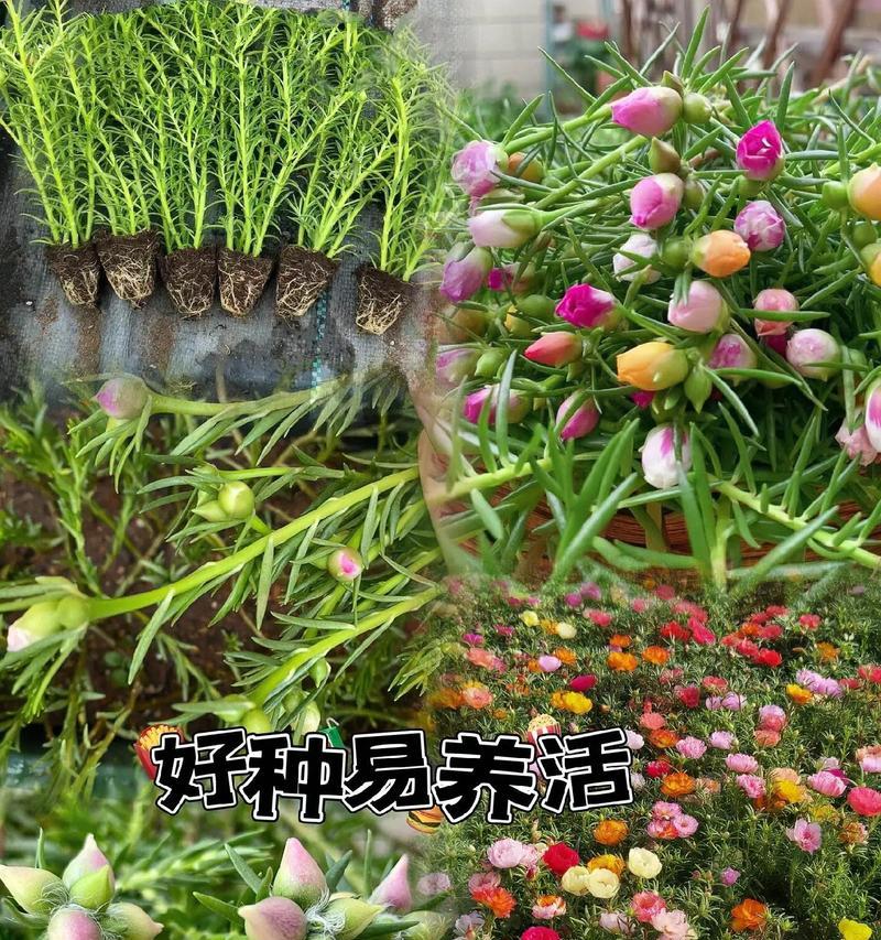 向日葵可怕的花语是什么？向日葵花语背后隐藏了什么？