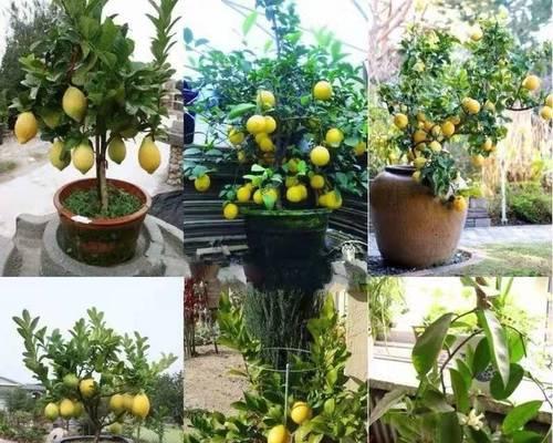 柠檬树施什么肥好？如何根据季节选择合适的肥料？