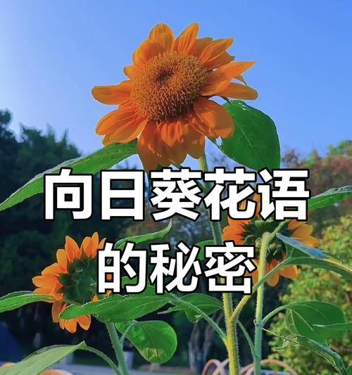 向日葵可怕的花语是什么？向日葵花语背后隐藏了什么？