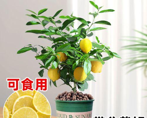 柠檬树施什么肥好？如何根据季节选择合适的肥料？