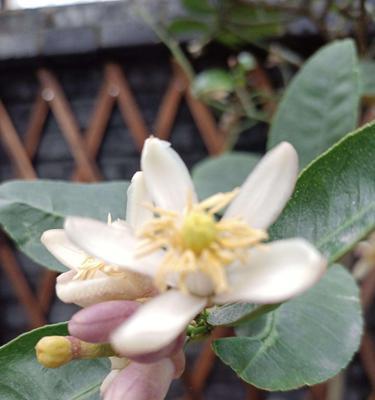 柠檬树开花时间是什么时候？花期通常在几月份？