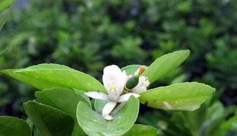 柠檬树开花时间是什么时候？花期通常在几月份？