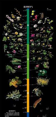 柠檬树开花时间是什么时候？花期通常在几月份？
