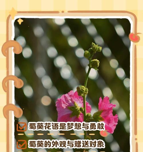花语中追求者的象征是什么？如何用花语表达追求？