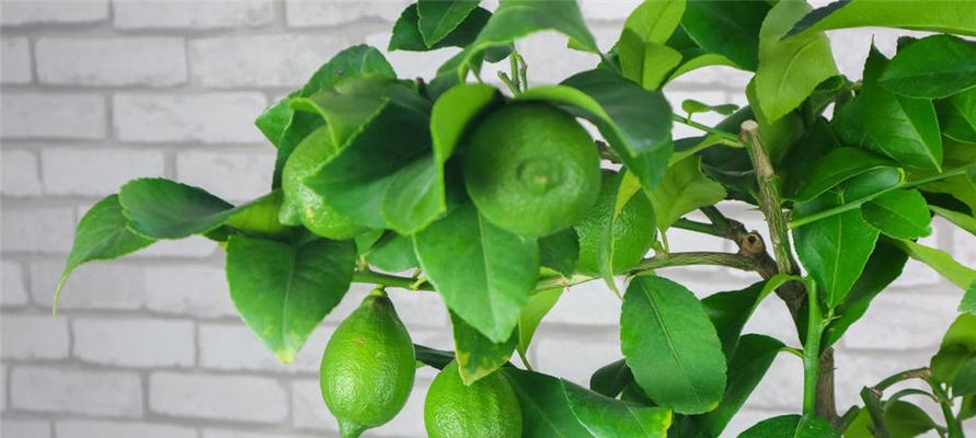 柠檬树不开花是什么原因？如何解决？