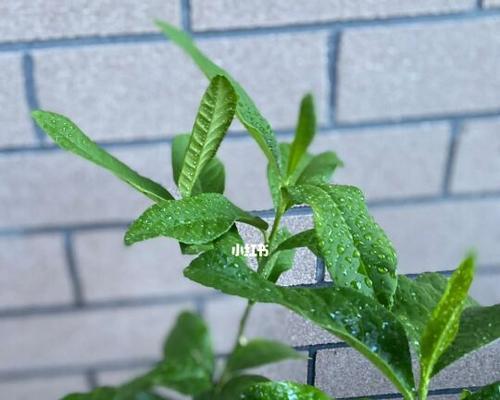 柠檬树不开花是什么原因？如何解决？
