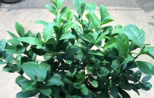 柠檬树喜水还是喜旱？如何正确浇水以促进生长？