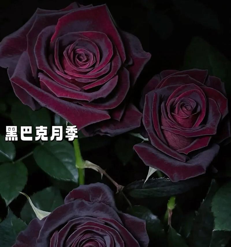 月季花的花语有何由来？含义是什么？