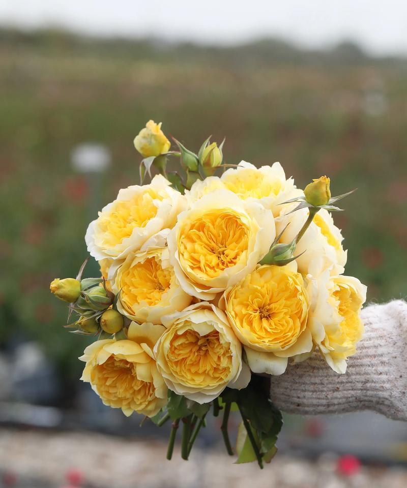 月季花的花语有何由来？含义是什么？