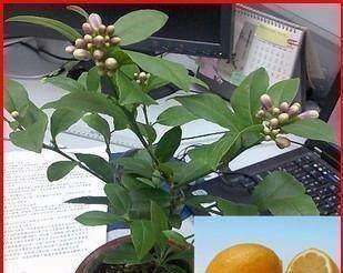 柠檬树喜水吗？属于喜水植物吗？
