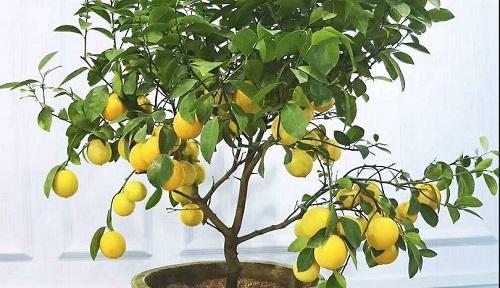 柠檬树喜水吗？属于喜水植物吗？