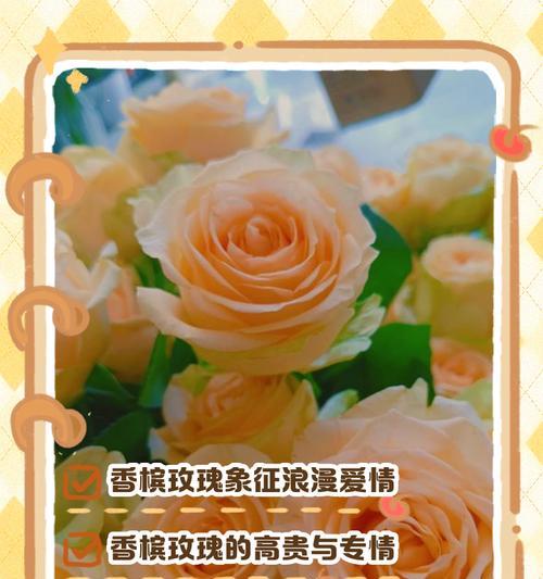 送情侣玫瑰花颜色有何含义？不同颜色的玫瑰花代表什么情感？