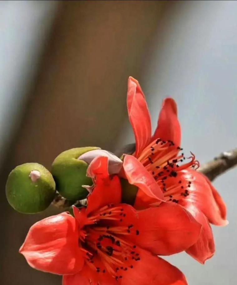 木棉花在立夏时节的花语有何特别之处？