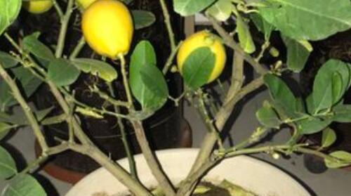 柠檬树要经常浇水吗？如何正确进行水分管理？