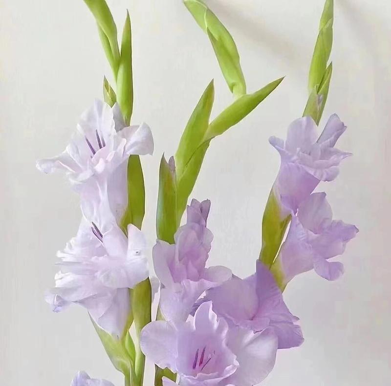 韩国花店中哪种花的花语最受欢迎？它代表了什么？