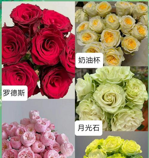 四头玫瑰花的花语是什么？它传递了哪些特别的信息？