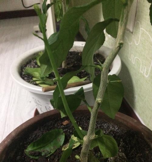 柠檬树叶子发黑怎么办？如何有效预防和处理？