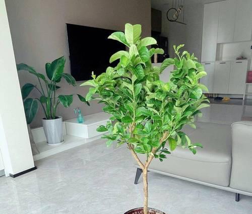 柠檬树叶子发黄怎么办？分析原因并提供处理方法？