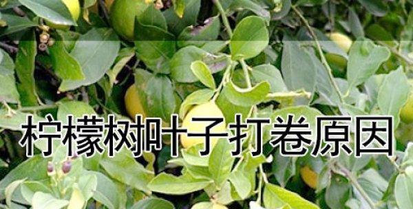 柠檬树叶子卷曲怎么办？如何补救处理？