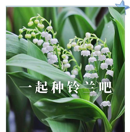 白色的铃兰花语代表什么？如何表达爱意？