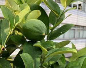 一棵柠檬树能结果吗？如何确保其产量和品质？