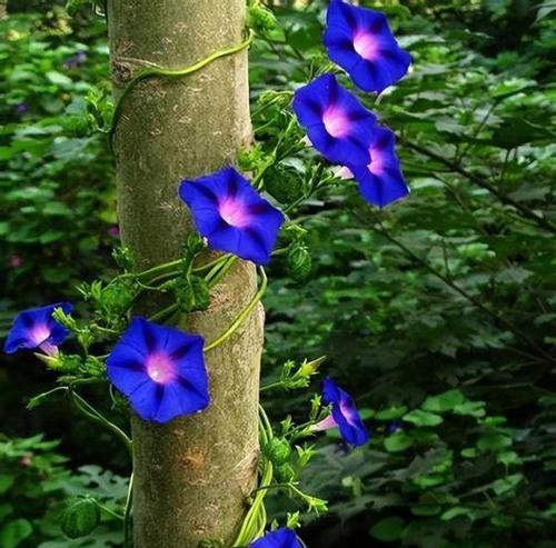 生椰菜的花语有何含义？它象征着什么？