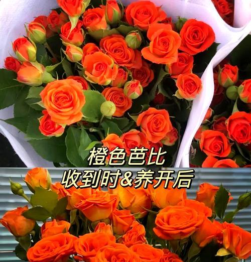 橙色单瓣玫瑰花代表了什么意义？