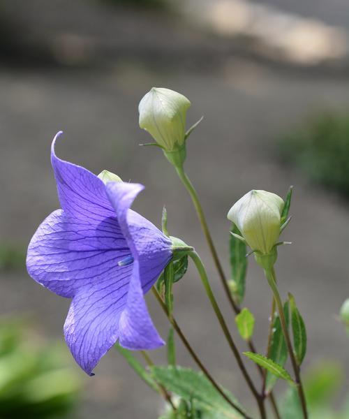 遇见另一半的花语是什么？哪种花语预示着爱情的到来？