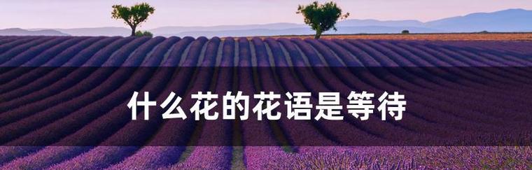 遇见另一半的花语是什么？哪种花语预示着爱情的到来？